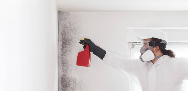 Mold Removal and Inspection in Pocahontas, IA